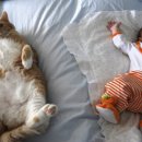 고냥이네 이미지