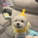 pit a pet (핏어펫) | 강아지 생일파티 케이크 꼬깔모자 추천 (feat.봉자의10번째생일)