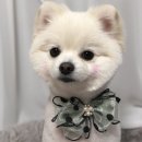 꽃다비펫 이미지