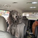 펫택시콜 이미지