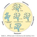 Current views on the function of the lymphatic vasculature in health and disease - 나중에 다시 정리 이미지