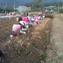 금산인삼신토불이