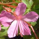 숙근 제라늄(Geranium)노지월동가능 이미지