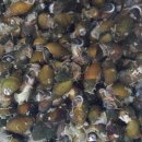 소모아농장 이미지