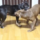 돼지두마리 이미지