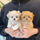 광산구-045 | 프리미엄반려견분양전문 전남,광주강아지분양추천 아이러브독광주점💗