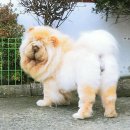 차미야 이미지