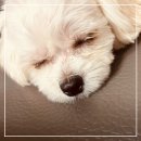 냉큼.오레오 - 강서구 까치산로 170-1 | [서동탄 애견미용] 냉큼오레오: 1시간 달려오는 단골이 증명하는 스트레스 없는 미용 맛집 추천