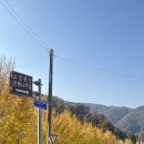 정골1저수지 화장실 | 괴산 문광저수지 은행나무길 실시간 주차 화장실 꿀팁 먹거리후기