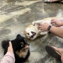 메르시몽프레 포메분양&애견카페 | 포메라니안 강아지 카페 연신내 메르시몽프레