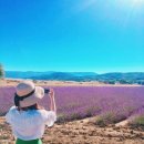 마산동 마산동성당 부근 도로 | 남프랑스 라벤더로드에서 만난 보랏빛 여름 : 7월초 발랑솔 라벤더 후기, 루트 추천