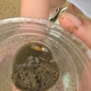 윈도우즈D | 아이들과 함께하는 부부모임, 대부도 풀빌라 윈도우즈월드D &amp; 카페 해밀화 방문 후기