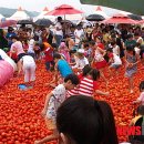 횡성군 '둔내고랭지 토마토축제' 9일 개막 이미지