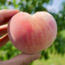 이주농장 이미지