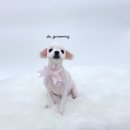 도그루밍 이미지