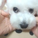 곱슬강아지 이미지