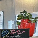 탐나개 | 탐나쑥빵 택배부터 내돈내산후기까지 제주 한림빵집