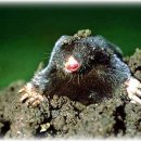 Make a mountain out of a molehill. 과장하다. 이미지