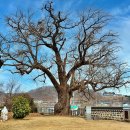 홍산객사 은행나무 이미지