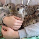 미어켓파크 이미지