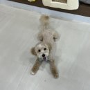 댕로하 | [부천 애견미용] 댕로하 말티푸 스포팅컷 후기