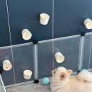 갈매독 애견유치원 이미지