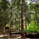 남해편백자연휴양림 이미지