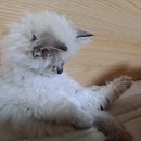 개인화물1543 | 고사남 수원랙돌 고양이분양 후기에요~