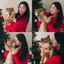 심바는 크리스마스 | 반려동물 사진관 스튜디오천천히 강아지 크리스마스 가족사진 주차 꿀팁 할인 정보