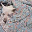 평촌나무동물병원 이미지