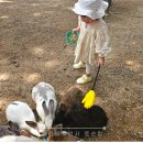 팜푸드코트(농협경제지주(주)안성팜랜드) | 농협 안성팜랜드 코스 식당 수유실 꿀팁