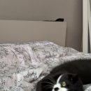 니뽕내뽕(안산중앙점) 이미지