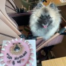 슈비듀밥 이미지