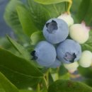 안호농장 이미지