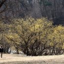 이천산수유마을 이미지