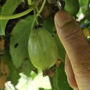 다래 크기 이미지