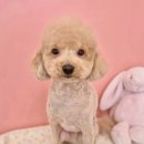 개순이 살롱 이미지