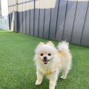 가평 댕댕이 애견 풀빌라 펜션 블루 이미지