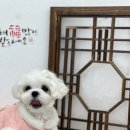 몽개몽개 | 부산 당감동 애견카페 몽개몽개 방문 후기