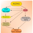 Re: The Aging Stress Response and Its Implication for AMD Pathogenesis 이미지