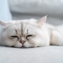 강아지와고양이나라 동물병원 이미지