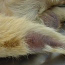 우리덕구동물병원 이미지