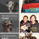 슬기로운 집사생활 이미지