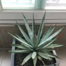 나무형 알로에 마를로띠(판매완료), 아가베 마크로아칸타(Agave macroacantha) 이미지