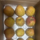 사과꽃 | [사과꽃필무렵] 감홍사과 후기