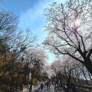 이충문화체육센터 | 평택 벚꽃 명소 TOP3 실시간 상황! 배다리공원·은혜로·통복천 완벽 정리
