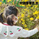 (주)풀마루오가닉 | 비염에 좋은 차 아기 비염 관리 꽃가루지수 조회 방법