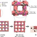 한국3D바이오