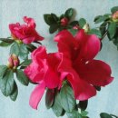 아젤리아 이미지