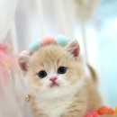 보송보송 이미지